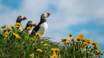15 Day Faroe Islands, Iceland, Spitsbergen – Island Hopping in and around the Arctic (Northbound)  (HX Expeditions)