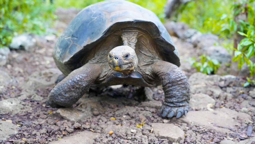 Galápagos Islands – In Darwin’s Footsteps (Eastern Route)