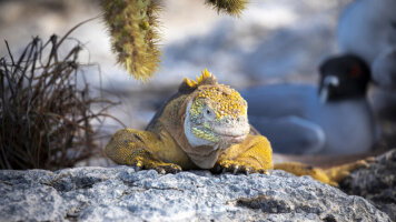 12 Day Galápagos Islands – Iconic Wildlife & Sublime Scenery Plus Machu Picchu (HX Expeditions)