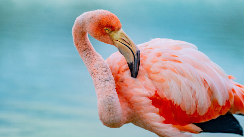 Galápagos Islands – Iconic Wildlife & Sublime Scenery (Western Route)