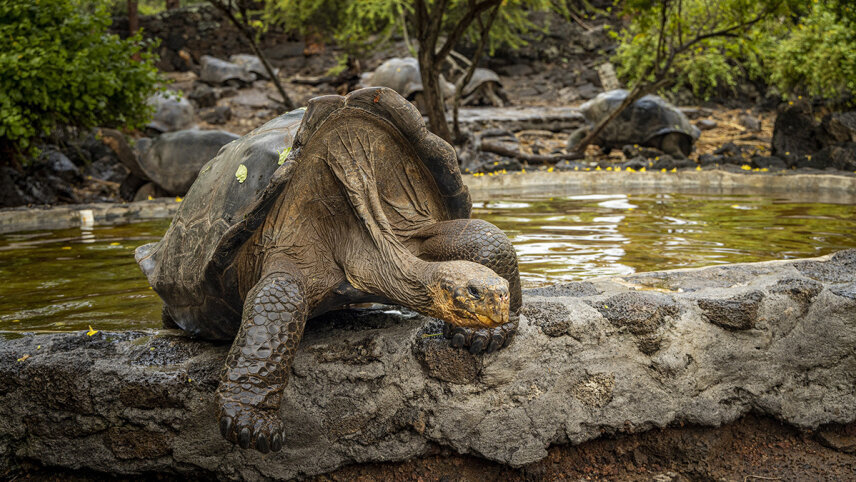 Galápagos Islands – Iconic Wildlife & Sublime Scenery (Western Route)