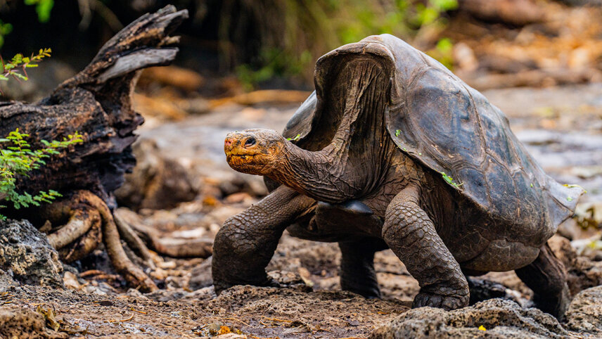 Galápagos Islands - Nine of the Best Isles plus Machu Picchu
