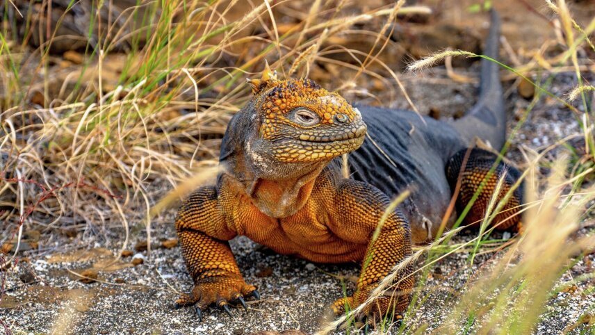 Galápagos Islands - Nature and Wildlife Expedition Cruise (Northern Route)