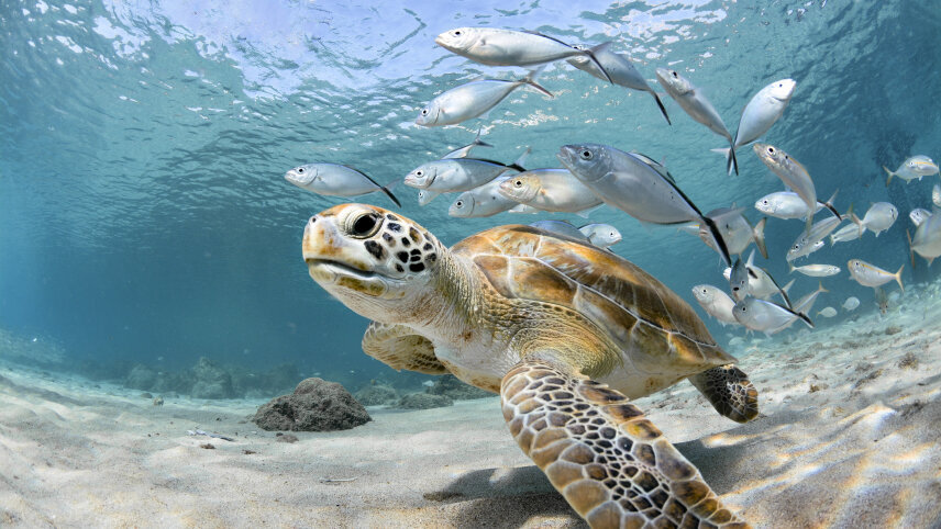 Galápagos Islands - Nature and Wildlife Expedition Cruise (Northern Route)