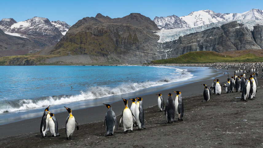In-depth Antarctica, Falklands & South Georgia Expedition 