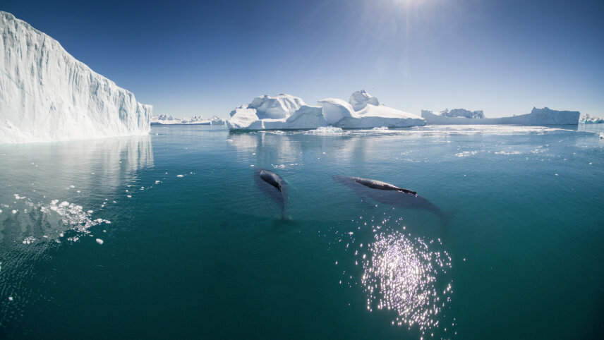 Northwest Passage - Through the Arctic Labyrinth