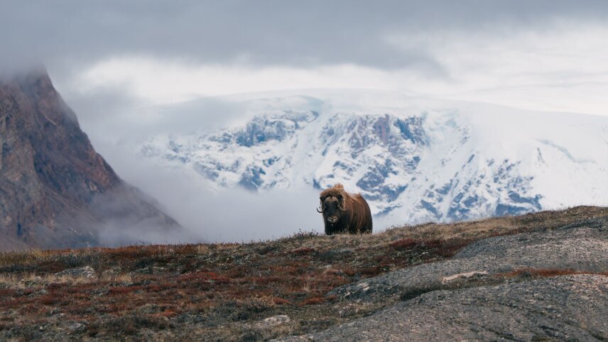 The Ultimate Fjord and National Park Expedition
