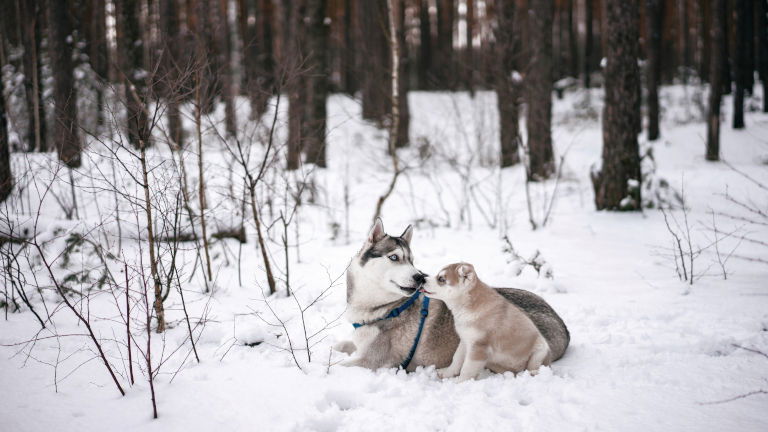 Huskies, Scandinavia