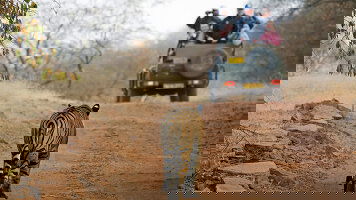 11 Day Classic India with Tiger Reserve (Insight Vacations)