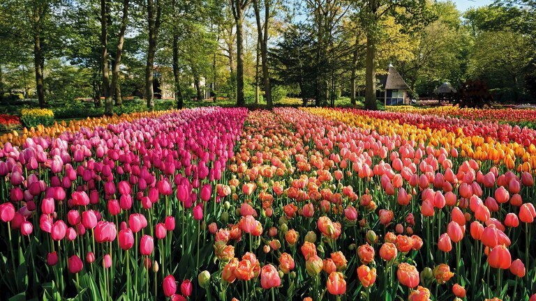 British Gardens and Chelsea Flower Show