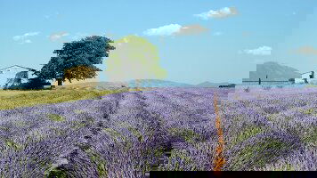 16 Day Country Roads of France (Insight Vacations)