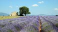 16 Day Country Roads of France (Insight Vacations)