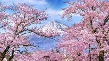 11 Day Wonders of Japan (Small Group) (Insight Vacations)
