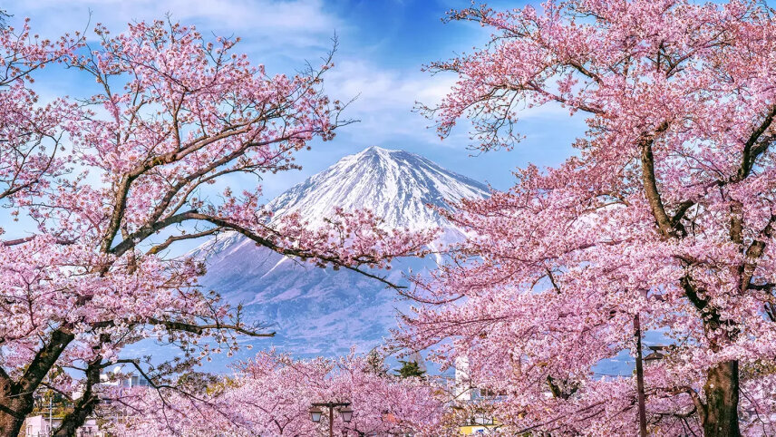 Wonders of Japan (Small Group)