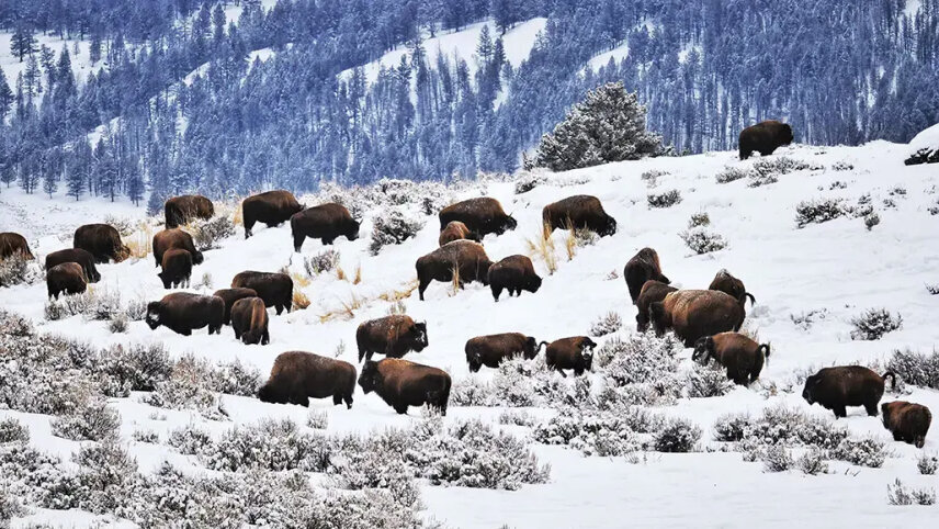 Yellowstone Winter Escape (Small Group)