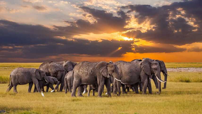 Tanzania Safari with Serengeti (Small Group)