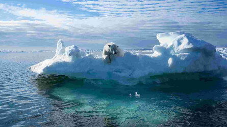 Spitsbergen’s Arctic Wildlife