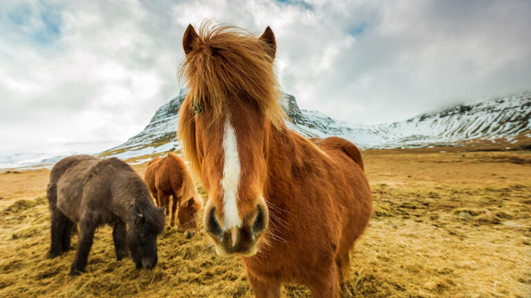 One Week Camping in Iceland