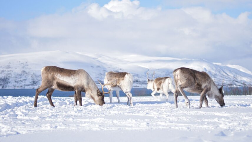 Northern Norway in Winter
