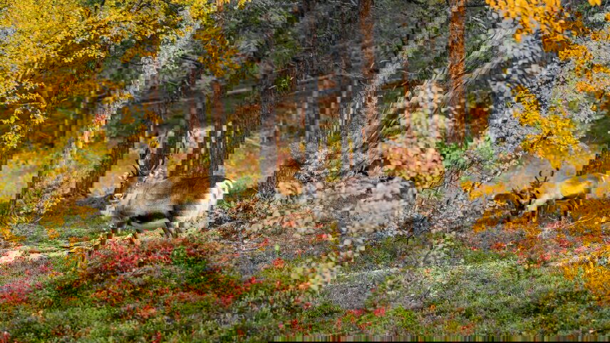 Northern Sweden by Rail