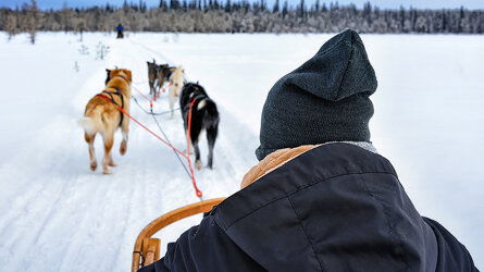 8 Day Finnish Lapland in Winter (Intrepid Travel)