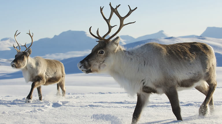Finnish Lapland in Winter