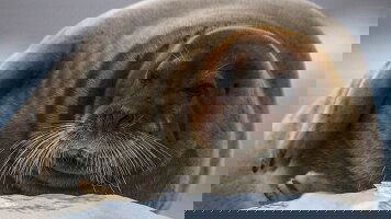 11 Day Svalbard Explorer: Best of High Arctic Norway (Intrepid)