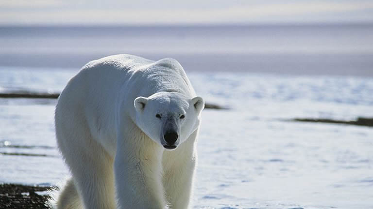 Three Arctic Islands: Spitsbergen, Greenland and Iceland (Southbound)
