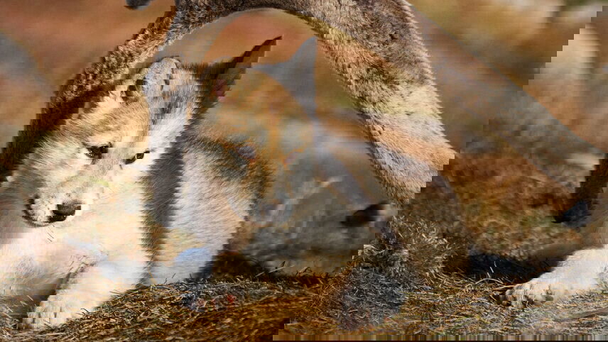 Northwest Passage: Epic High Arctic (Ocean Explorer)