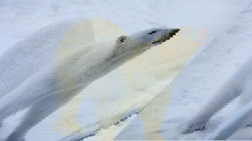 Northwest Passage: The Legendary Arctic Sea Route