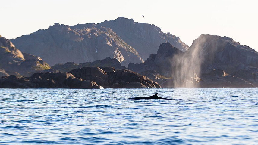 Wild Fjords of South Greenland: Land of the Vikings