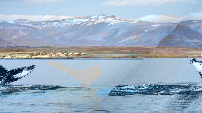 Iceland Circumnavigation (Ultramarine)