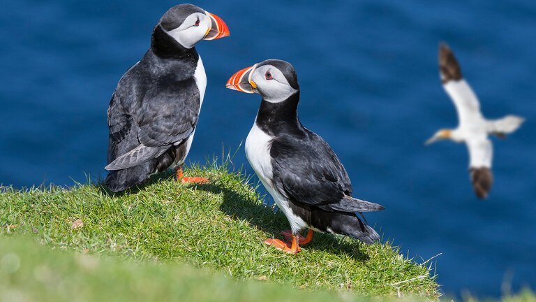 Scotland's Shetland Islands