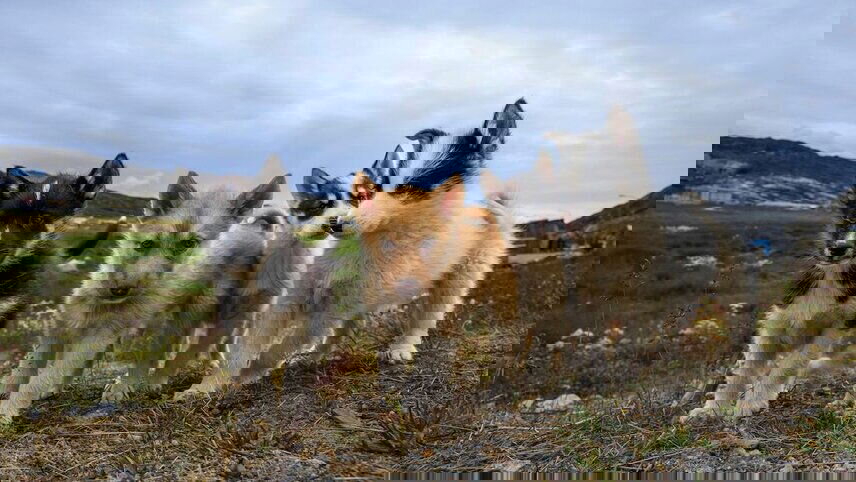 Greenland: Disko Bay & Ilulissat (Ocean Victory)