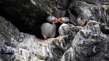 13 Day Four Arctic Islands: The Southbound Journey (Ocean Albatros) (Intrepid)