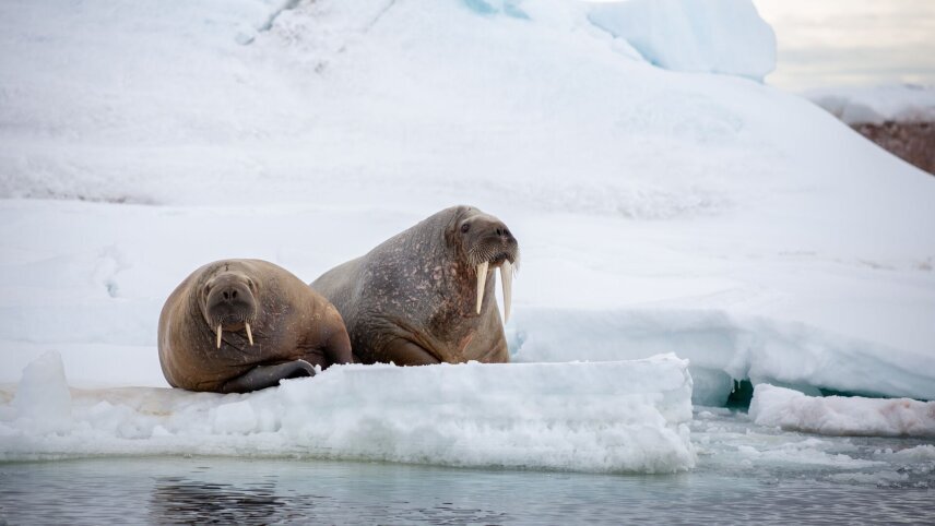 Norway's Wild North: Lofoten to Svalbard (Ocean Albatros)