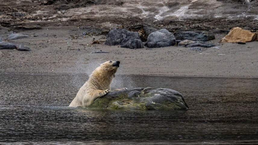 Svalbard: North to the Midnight Sun (Ocean Albatros)