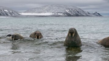 13 Day Four Arctic Islands: The Northbound Journey (Ocean Albatros) (Intrepid)