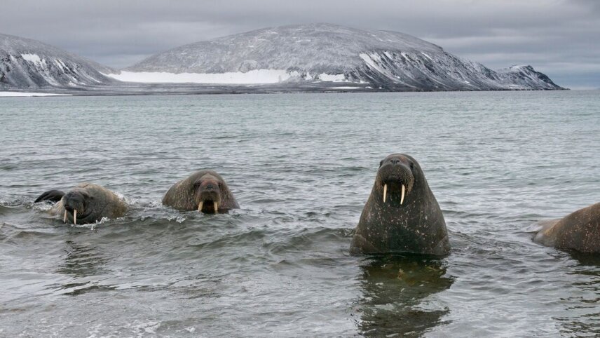 Four Arctic Islands: The Northbound Journey (Ocean Albatros)
