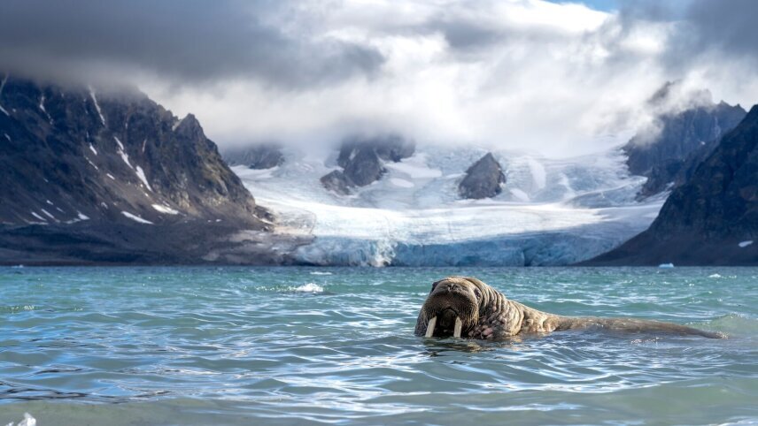 Svalbard Circumnavigation: The Ultimate Arctic Quest (Ocean Albatros)