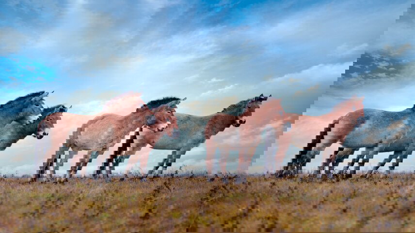 Trans-Mongolian Railway Adventure