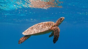 10 Day Taiwan Family Holiday (Intrepid)