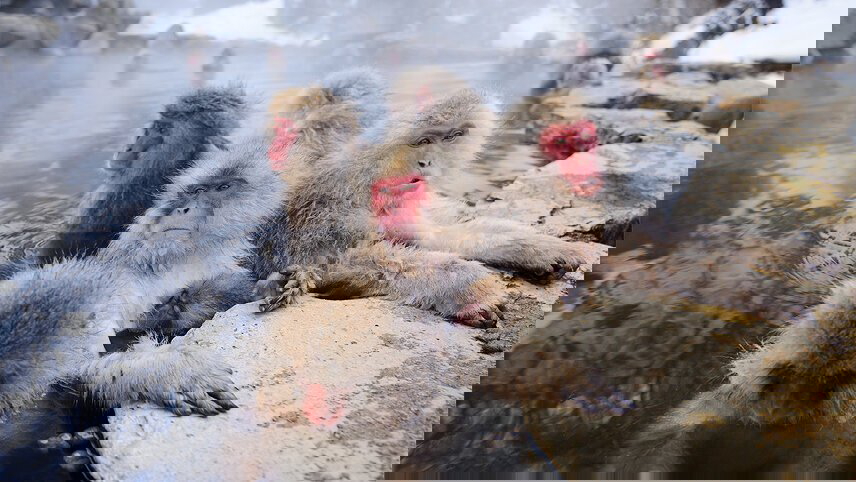 Premium Highlights of Japan