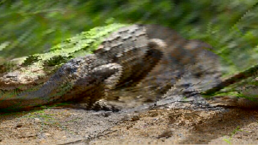 Benin, Togo & Ghana Adventure