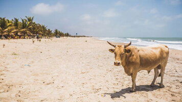 12 Day Senegal & The Gambia Adventure (Intrepid)