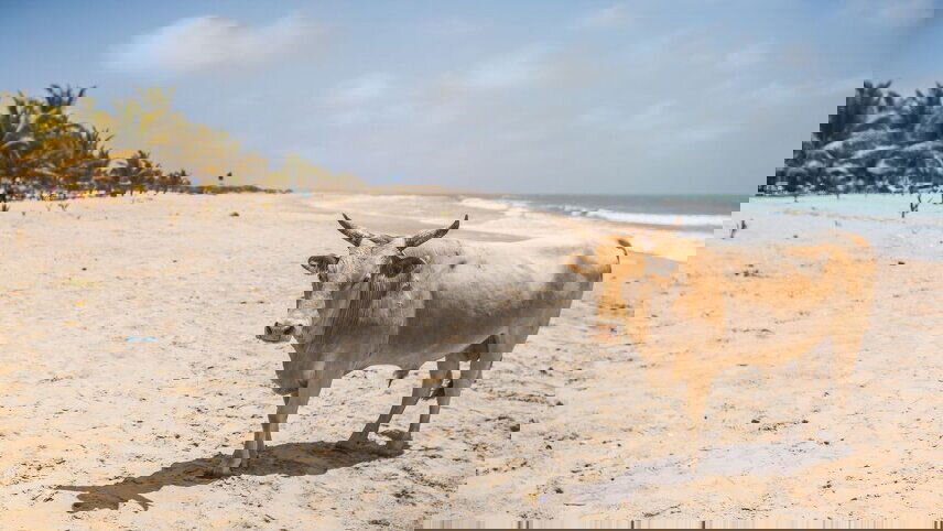 Senegal & The Gambia Adventure