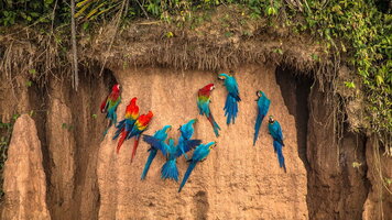 4 Day Peru: Amazon Jungle Short Break (Intrepid)