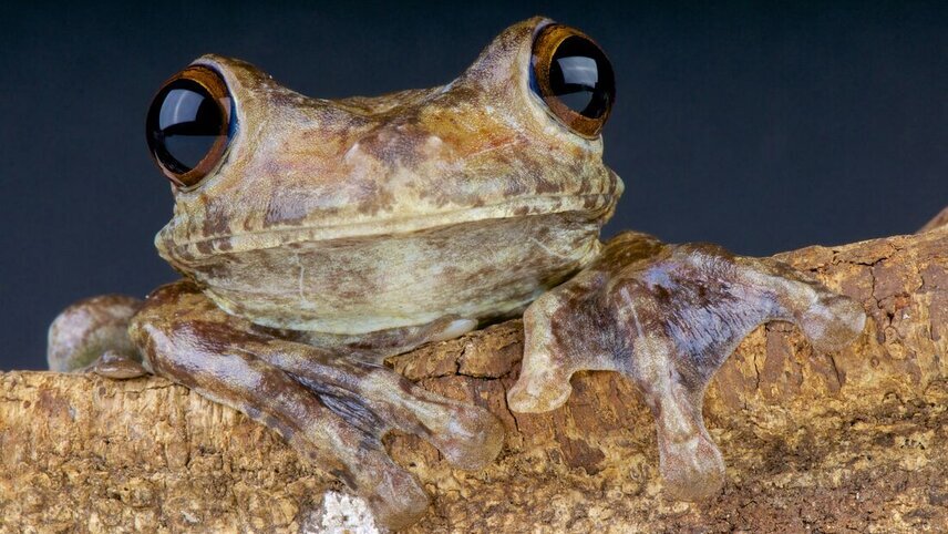 Peru: Amazon Jungle Short Break