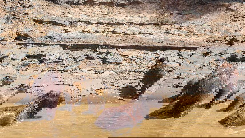 Ecuador: Amazon Jungle Sacha Lodge Short Break