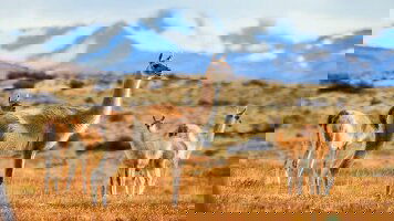 9 Day Premium Patagonia (Intrepid)